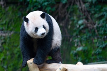 Four giant pandas at Chongqing Zoo celebrate their 5th birthday, attracting tourists in Chongqing, China, 23 June, 2024. (Photo by Imaginechina/Sipa USA) *** Local Caption *** 54181797