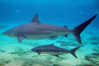 Tiburones en Brasil