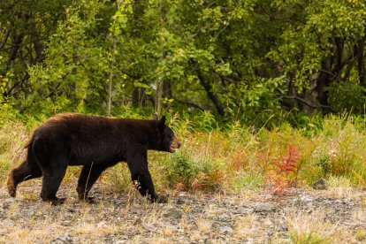 Un oso negro en libertad