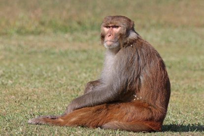 macaco rhesus