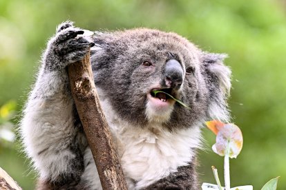 Un espécimen adulto de koala