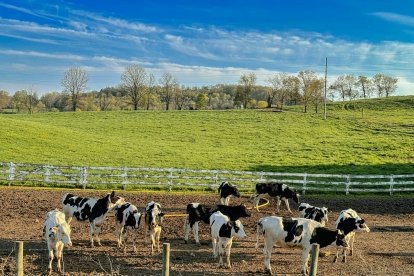 Temporary restriction on livestock imports from Mexico