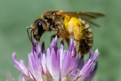 A file photo of the bees