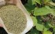 Hojas secas de kratom