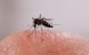 Una imagen de un mosquito sobre una mano (Archivo)