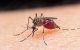 Mosquito