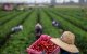 Un grupo de agricultores trabaja en un campo estadounidense
