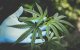Una imagen de referencia sobre el cannabis