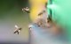Imágenes de abejas (Archivo)