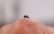 Una imagen de un mosquito sobre una mano (Archivo)