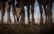 Imagen referencial de agricultura