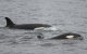 Vista general de una orca, también conocida como ballena asesina, en el Mar del Norte