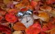 Cambio de hora: ¿Se acerca el horario de invierno? (Imagen)