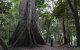 Una ceiba en la selva amazónica.