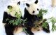 Este martes cayó la primera nevada de la temporada en Weifang en la provincia china de Shandong. En la imagen, los pandas Qinchuan y Lele comen plácidamente hojas de bambú en el Parque Jinbao de esa ciudad.