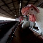 Un pollo es fotografiado en una granja donde se producen miles de aves de corral en Tepatitlán, estado de Jalisco, México, 6 de junio de 2024. La OMS dijo el 6 de junio de 2024 que estaba esperando los datos completos de la secuencia genética después de que un hombre muriera de gripe aviar en México, la primera infección humana confirmada con la cepa H5N2. Según la OMS, se desconoce la fuente de exposición al virus, aunque en México se han registrado casos de H5N2 en aves de corral. (Foto de Ulises Ruiz / AFP)