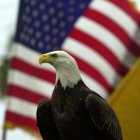Un águila calva junto a la bandera nacional