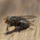 Mosca