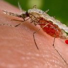 Un moquito anopheles pica a un humano.