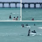 La presencia de un tiburón en Navarre Beach (Florida) provoca la evacuación de la playa.