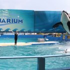 La orca Lolita saltando durante un show en el acuario de Miami.