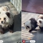 Un zoológico de China exhibe a dos perros teñidos simulando que son osos panda.