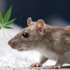 Estupor en el Departamento de Policía de Nueva Orleans: "Las ratas se están comiendo nuestra marihuana"