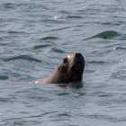 Un lobo marino nada en la Isla de Lobos, una pequeña isla ubicada a unos 8 km de la costa de Punta del Este, Maldonado, 140 km al este de Montevideo