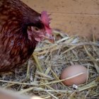 Imagen de archivo de una gallina ponedora. Una granja en Iowa tuvo que sacrificar a 4,2 millones de ejemplares tras detectarse un nuevo brote de gripe aviar.