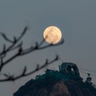 August 18, 2024, Rio De Janeiro, Rio De Janeiro, Brasil: Rio de Janeiro,(RJ),08/18/2024-BLUE MOON/SUPER MOON/RJ - The first Supermoon of 2024 will coincide with the 'Sturgeon Moon' phenomenon, allowing us to appreciate the 'Super Blue Moon'. Next Monday, August 19, whoever decides to stop and observe the night sky will be able to come across the largest and brightest full moon of 2024 so far. (Foto: Ãƒâ€°rica Martin/Thenews2/Zumapress) (Credit Image: © Erica Martin/TheNEWS2 via ZUMA Press Wire)