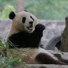 Captura de pantalla de Qing Bao, uno de los pandas cedidos por China