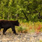 Un oso negro en libertad