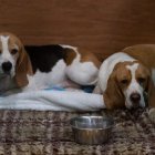 Beagles en una exposición canina
