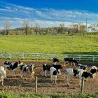 Restricción temporal de la importación de ganado desde México