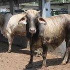 Corrales del matadero de Cuernavaca, México, el 9 de septiembre de 2014.