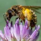 Una fotografía de archivo sobre las abejas