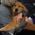 Golden Retriever en Nueva York/ Tomothy A. Clary