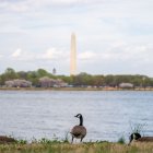 Vista al Río Potomac en Washington DC/ Alisson Robbert