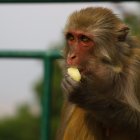 Una imagen de un primate en cautiverio (Archivo)