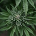 Planta de marihuana. Imagen de archivo