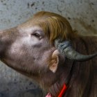 Imagen del búfalo albino apodado «Donald Trump»