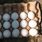 Docena de huevos-Imagen de Archivo