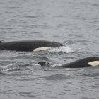 Vista general de una orca, también conocida como ballena asesina, en el Mar del Norte