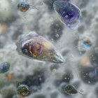 Imagen de Naegleria fowleri