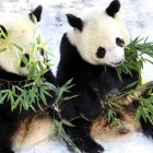 Este martes cayó la primera nevada de la temporada en Weifang en la provincia china de Shandong. En la imagen, los pandas Qinchuan y Lele comen plácidamente hojas de bambú en el Parque Jinbao de esa ciudad.