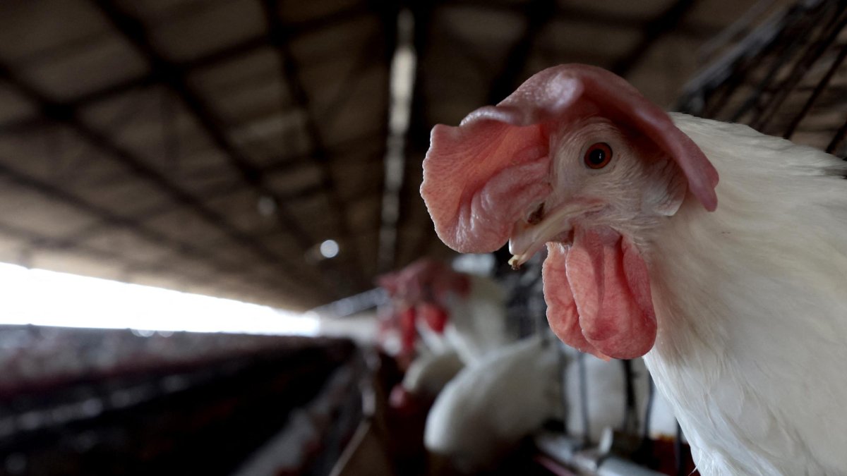 A chicken in a barnyard