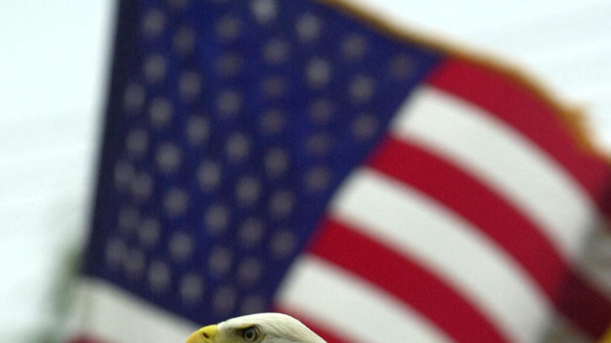 Un águila calva junto a la bandera nacional