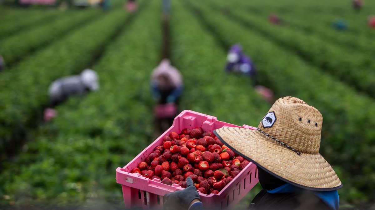 Un grupo de agricultores trabaja en un campo estadounidense