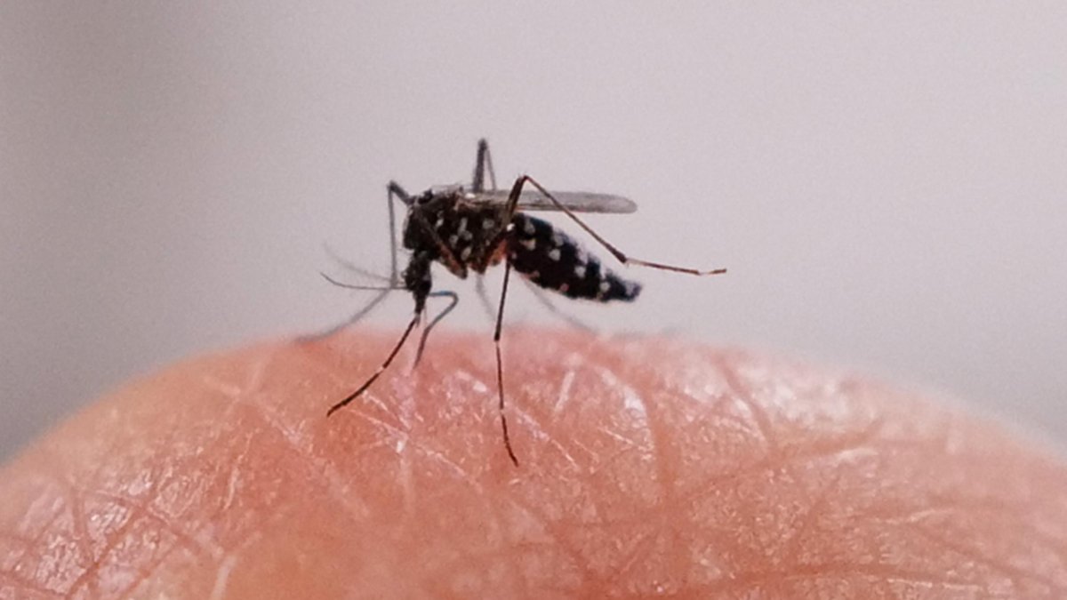 An image of a mosquito on a hand (File photo)