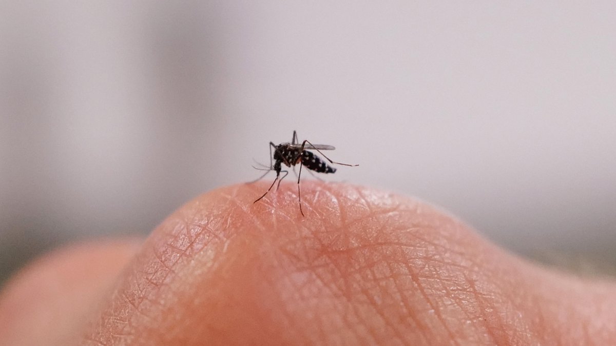 An image of a mosquito on a hand (File photo)